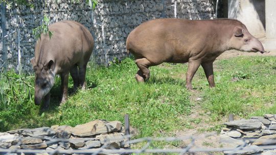 Będą z tego dzieci? W zamojskim zoo tapir nie jest już samotny, na partnerkę czeka żyrafa