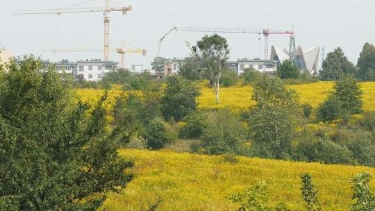 Będzie głośno o górkach czechowskich. PiS chce wstrzymania prac nad nowym planem