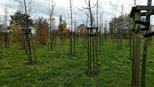 Będzie już druga wymiana drzew przy Al. Racławickich. Ale też w innych miejscach