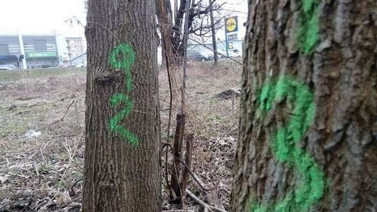 Będzie kolejna wycinka drzew na Czechowie?