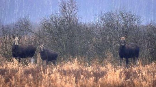 Będzie masowy odstrzał łosi? Radni za