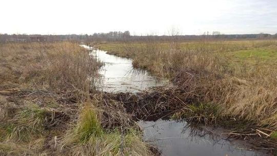 Będzie mniej wody w Jeziorze Białym? Bobry rozkopują groble