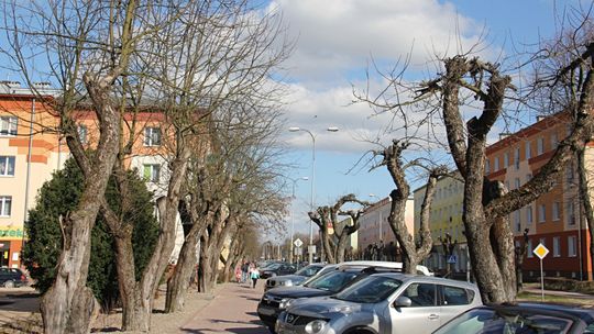 Będzie nowa „aleja jabłoniowa” w Kraśniku