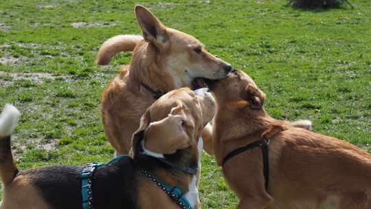 Będzie nowy tor przeszkód dla psów w Lublinie. Gdzie powstanie?