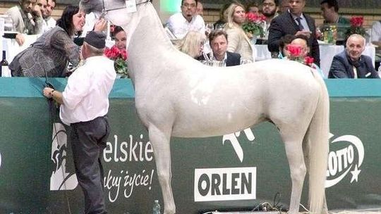 Będzie śledztwo ws. aukcji "Pride of Poland" i kontrowersyjnej licytacji Emiry