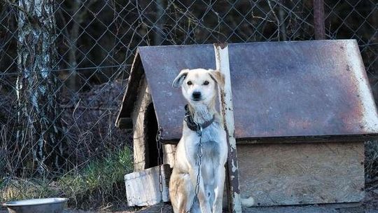 Będzie zakaz trzymania psów na łańcuchach i wykorzystywania zwierząt w cyrkach