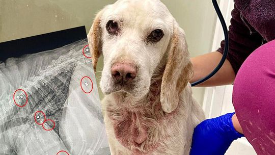 Begier został żywą tarczą strzelniczą. Weterynarze w szoku, jak zobaczyli co jest w ciele psa