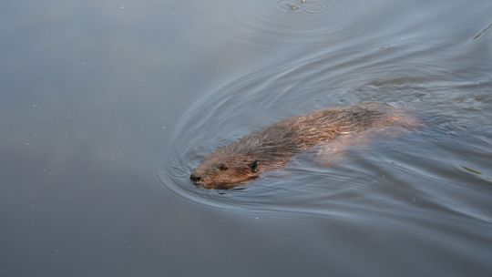 Bełżec: Bóbr zaatakował 5-latka, dziecko trafiło do szpitala