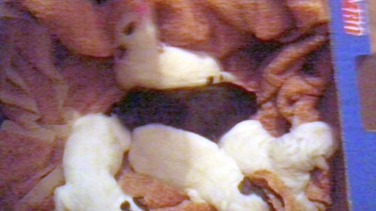 Bełżyce: Ktoś wyrzucił szczeniaki do śmietnika 