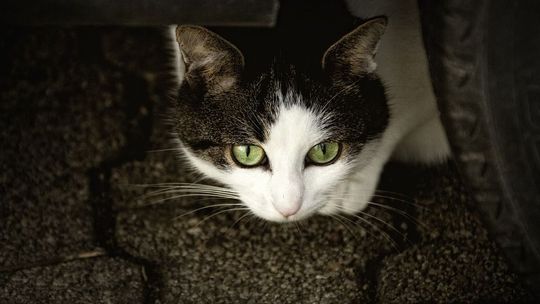 Bestialsko zamęczył kota? „Wszystko wskazuje na to, że był to nieszczęśliwy wypadek”