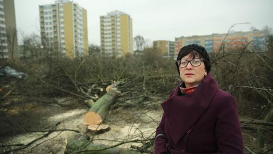 Beton zamiast zieleni. Wycięli 77 drzew na Bronowicach