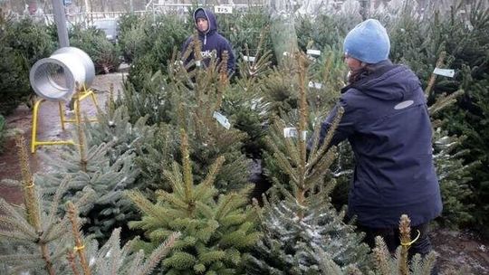 "Bez nas, choinkarzy świąt by nie było". Ceny choinek w Lublinie