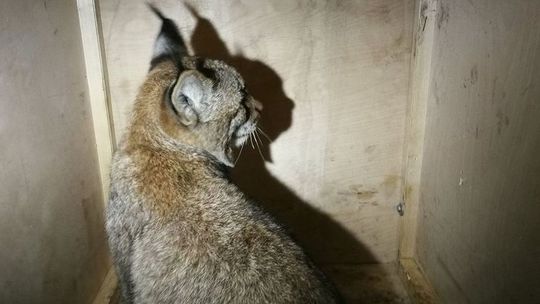 "Bez opieki matki jest niesamodzielny". Osierocony ryś trafił do ośrodka fundacji "Mysikrólik"