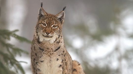 Bez skóry i kończyn. Ryś odnaleziony na Podlasiu został zastrzelony