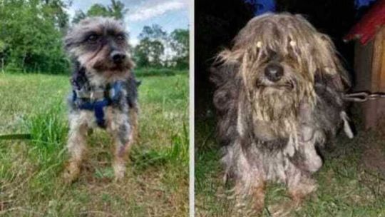 Bez wody i jedzenia. Zaniedbany piesek odebrany właścicielowi 