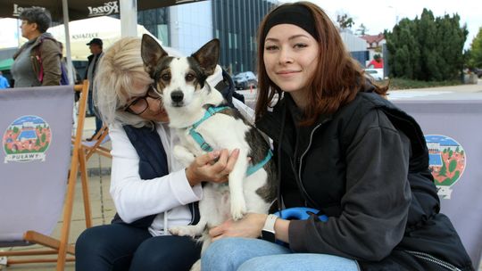 Bezdomne psy i koty czeka uczta. Góra karmy od puławian