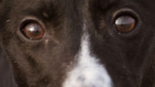 Bezdomny pies błąka się przy Tesco. Mieszkańcy bezradni