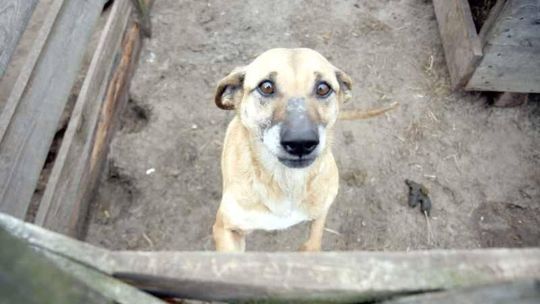 \"Bezdomny pies? Do chińskiej restauracji\". Żart czy propozycja radnego?