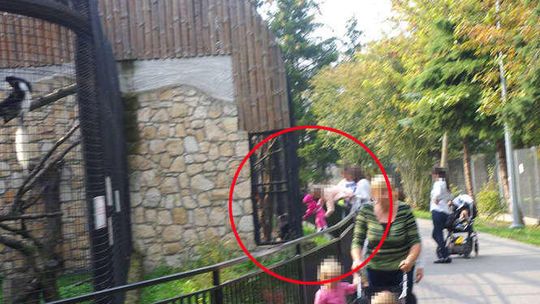 Bezmyślne zabawy w zoo. "Nie chcemy myśleć co by się stało, gdyby małpa uchwyciła rączkę dziecka"