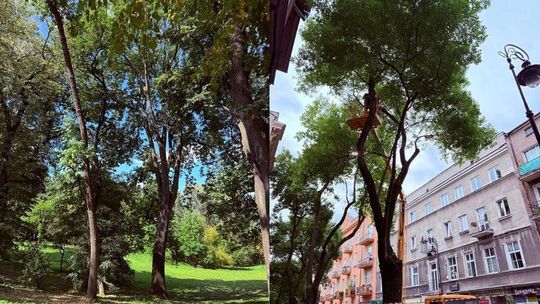 Bezpieczniej i bardziej zielono. Ruszyła pielęgnacja miejskich drzew