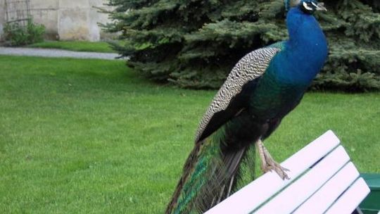 Bezpłatne warsztaty fotograficzne w Muzeum Zamoyskich