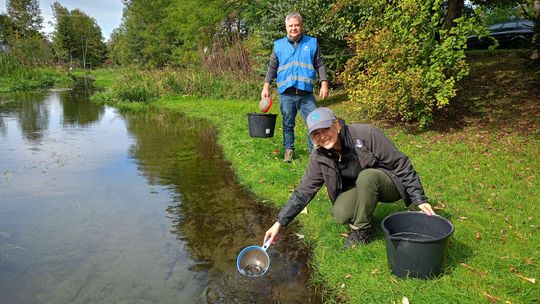 Bezrybie? Bez szans. Wędkarze wpuścili tysiące pstrągów do rzeki