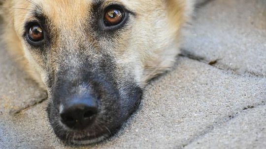Bezwględne więzienie za rozjechanie psa. Zrobił to z premedytacją