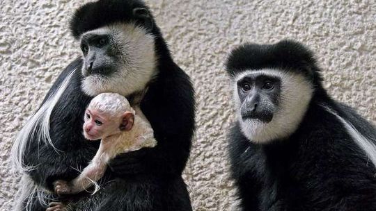 Biała małpka urodziła się w zoo w Zamościu (zdjęcia)