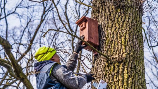  Biała Podlaska: Będzie więcej ptaków? Budki już są 