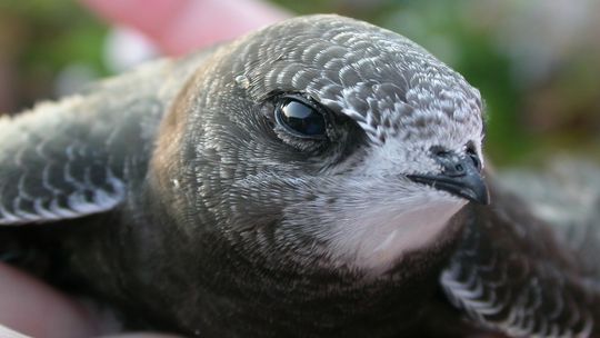 Biała Podlaska: Czy w mieście przybędzie budek lęgowych dla ptaków?