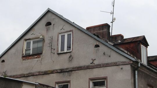 Biała Podlaska: Jak Zakład Gospodarki Lokalowej przegania gołębie. "W środku zostały pisklęta"