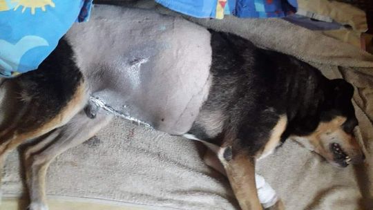 Biała Podlaska: Ktoś strzelił do niego trzy razy. Telly zmarł tego samego dnia