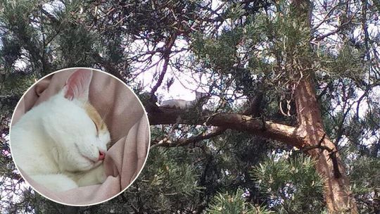 Biała Podlaska. Ludzie dzwonią na straż, bo mruczek nie może zejść z drzewa