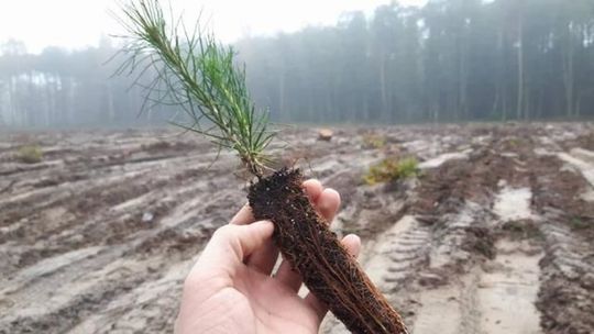 Biała Podlaska: Mieszkańcy dostaną bezpłatne sadzonki od nadleśnictwa 