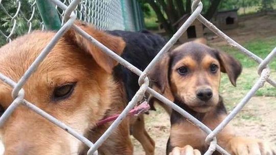 Biała Podlaska: Mniej na schronisko, więcej na świetlice?