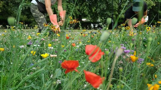 Biała Podlaska: Na rondach powstaną łąki kwietne 