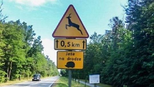 Biała Podlaska: Nie ma już tabliczek informujących o jeżach na drodze 