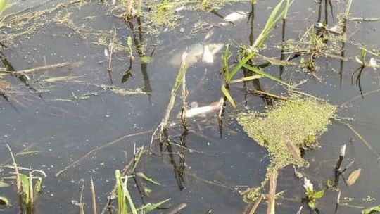 Biała Podlaska: Policja bada sprawę śniętych ryb w rzece Krzna