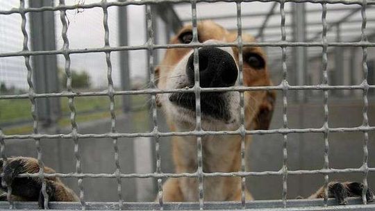 Biała Podlaska: Potrzebne mikroczipy dla psów