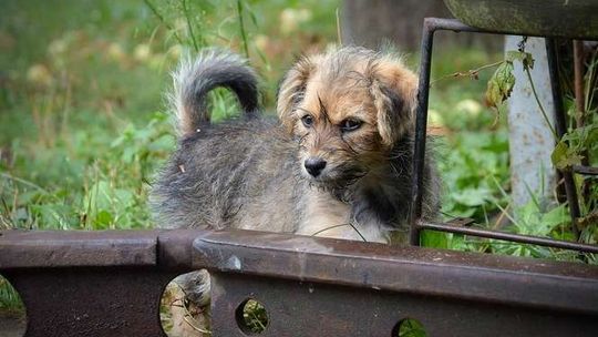 Biała Podlaska. Potrzebny nowy dom dla suczki Tosi