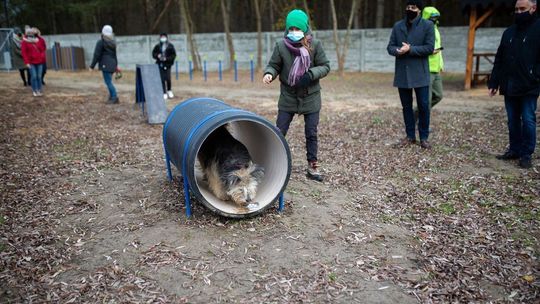 Biała Podlaska: Psy dostały miejsce do zabawy i rehabilitacji
