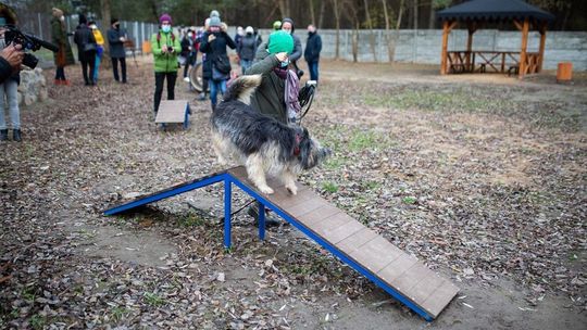 Biała Podlaska: Sterylizacja oraz czipowanie psów i kotów. Mieszkaniec ma na to pomysł
