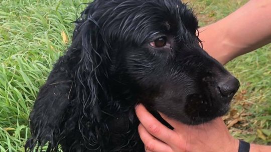 Biała Podlaska: Strażacy wyciągnęli psa z rzeki 