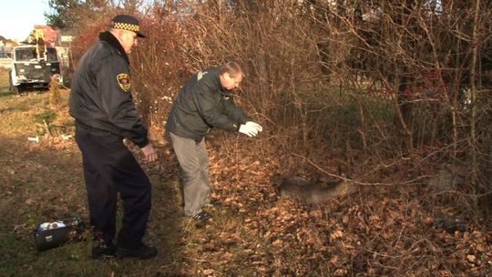 Biała Podlaska: Strażnicy miejscy uratowali dwie sarny