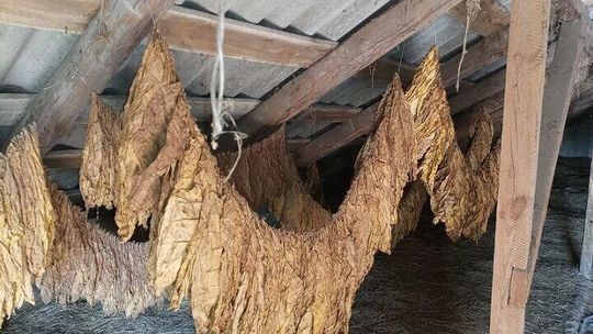 Biała Podlaska: Susz tytoniowy na strychu. Na posesji było coś jeszcze 