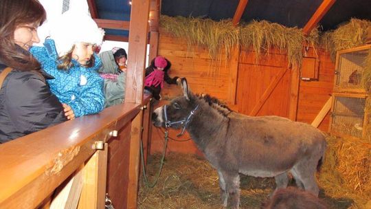 Biała Podlaska: Szopka z osiołkami, kozą, bocianem i drobiem