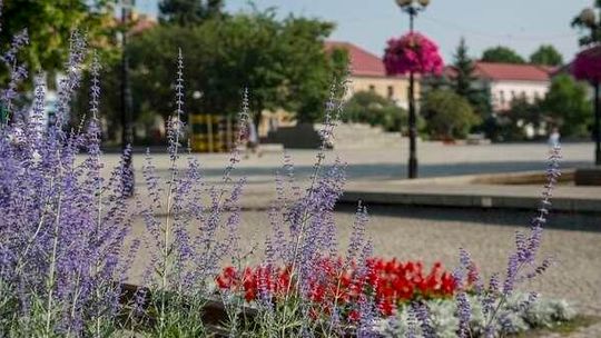 Biała Podlaska ukwiecona do plebiscytu 