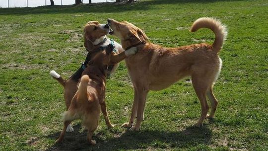 Biała Podlaska: W mieście powstaną wybiegi dla psów? Jest petycja