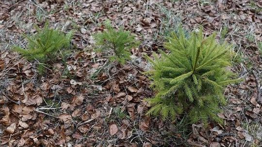 Biała Podlaska: W sobotę dostaniesz sadzonkę od PSL