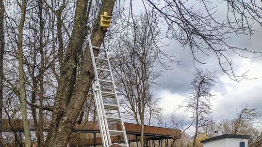 Biała Podlaska. Więcej budek lęgowych dla ptaków